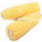 maize thresher corn thresher manual corn sheller