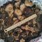 Shiitake in brine, brined mushrooms, edible fungi, 50% closed caps