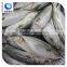 China Supplier Frozen Seafood Fish Indian Mackerel