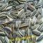Sunflower Seeds for sale