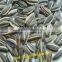 High quality Sunflower Seeds price 5009 (22/64,24/64)                        
                                                Quality Choice