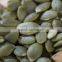 common cultivation pumpkin kernels/dried pumpkin seeds kernels