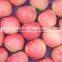 2015 new crop fresh red star apple with good quality for sale