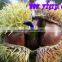 Organic Raw Fresh Chestnut Chinese bulk chestnuts price
