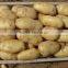 Fresh Chinese Holland Potato 80-150g from Potato Factory