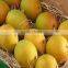 Egyptian Sweet Mango with little Fiber (Kit-Kent)