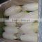 wholesale White Radish on sale
