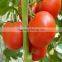chinese imports wholesale packing bag 1000seeds/bag vegetable seeds tomato seeds in greenhouse