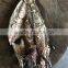 whole round BQF frozen fresh fish pacific mackerel 300-500g for sale