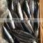 Frozen Mackerel 300-400g 2016