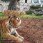 Stainless Steel Wire Rope Mesh Fence for Zoo with Plain Weave Diamond Hole Shape Bending