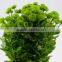 Fresh Crazy Selling various chrysanthemum flower from china