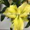 Fashion yellow king lilies flower