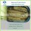 Canned Sardine Fillets in oil