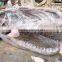 Hot sale fiberglass life size dinosaur skull