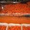 Fresh Carrot for Japan Market