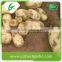 China supplier fresh potato buyers