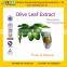 GMP Factory Supply High Quality Olive Leaf Extract / Oleuropein 25%