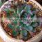 Echeveria Pulidonis of Succulent Plants