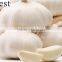 PURE WHITE FRESH GARLIC 6.0CM