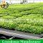 Optimise conditions greenhouse growing rolling benches