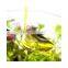 Plant oil extraction industries evening primrose essentical oil for female