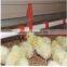 chicken house automatic nipple drinker for livestock