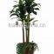 Artificial Mini palm trees and palm tree landscaping