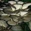 Factory Price Premium Oyster Mushroom Spawn Cultivated for Fresh Oyster Mushroom (White,Grey,Dark Grey,Yellow,Pink)