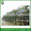 Callistemon viminalis diameter 10-12cm (2)