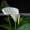 Beautiful best selling pink calla lily flower head