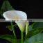 Top quality new coming produce flower beautiful calla lily