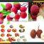 Leader full automatic lychee seed removing machine