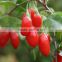 Ningxia Boxthorn fruit,Medlar, Lycium Ningxia Dried Goji berries Exported dried fruit Goji berry Health fruit Chinese wolfberry