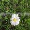 Best quality competitive price Artificial boxwood grass turf with flowers plastic grass mat for wall decoration