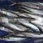 Sea Frozen IQF Spanish Mackerel 300-400g