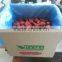 wholesale frozen fruits factory frozen whole strawberry