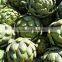 High quality Artichoke seeds Cynara scolymus seeds for growing-Seeds Sale
