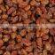 NEW CROP INDUSTRIAL RAISIN FROM INDIA