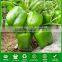 SP15 No.602 f1 hybrid green bell pepper seeds, different types of bell pepper seeds for sale