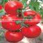 Unlimited Hot Sale Red Hybrid F1 Tomato Seeds in Greenhouse