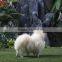 Lifelike Outdoor Large Decorative Plush Toy Dogs and Puppies for Sale Pet