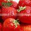 Plant Root Growth Promoter for Strawberry And Cherry