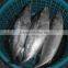 Euthynnus Lineatus skipjack tuna whole round 1.8kg+