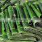 BEST Price Natural LEAF Banana Leaves/Fresh Banana Leaf