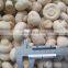 Wholesale good quality delicious frozen champignon mushroom