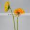 Fresh Champagne fresh cut flowers yellow gerbera