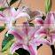 Excellent quality sorbonne lilies flowers with leaves