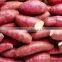 FRESH SWEET POTATO