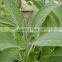 Sage Essential Oil